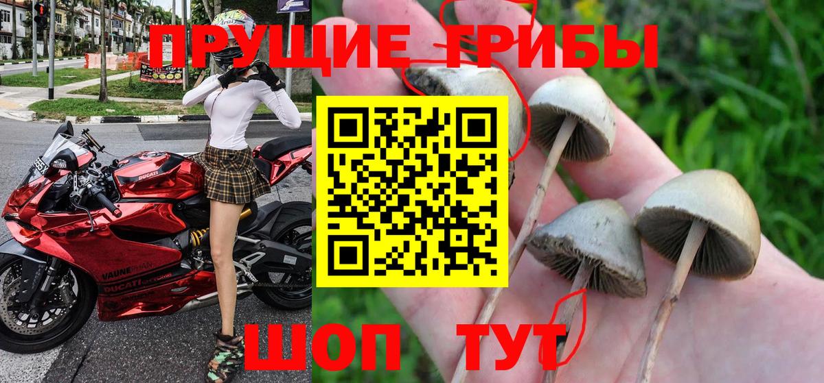 Сунжа  Псилоцибиновые грибы Psilocybine cubensis  Вход с VPN 